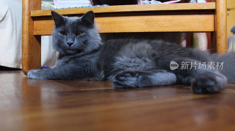 雄性蓝色俄罗斯小猫- Nebelung